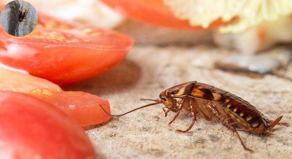 does cockroaches mean your house is dirty