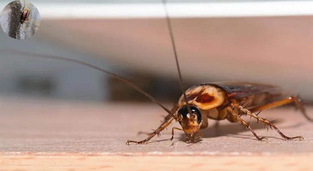 does cockroaches mean your house is dirty