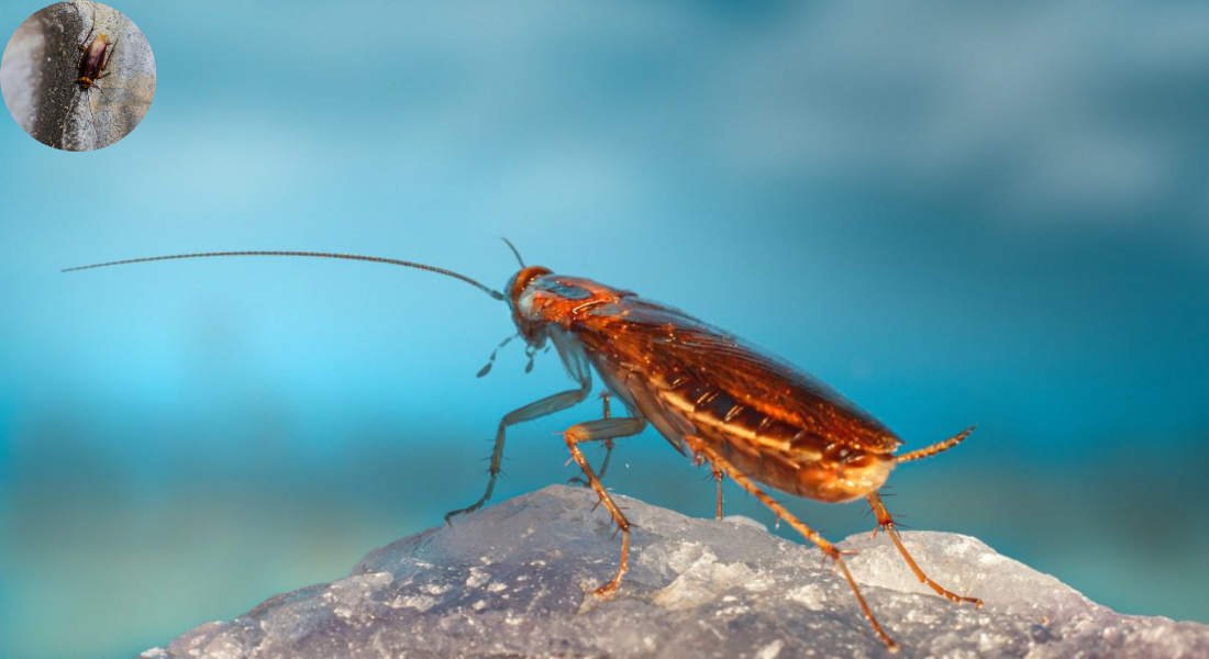 does cockroaches mean your house is dirty