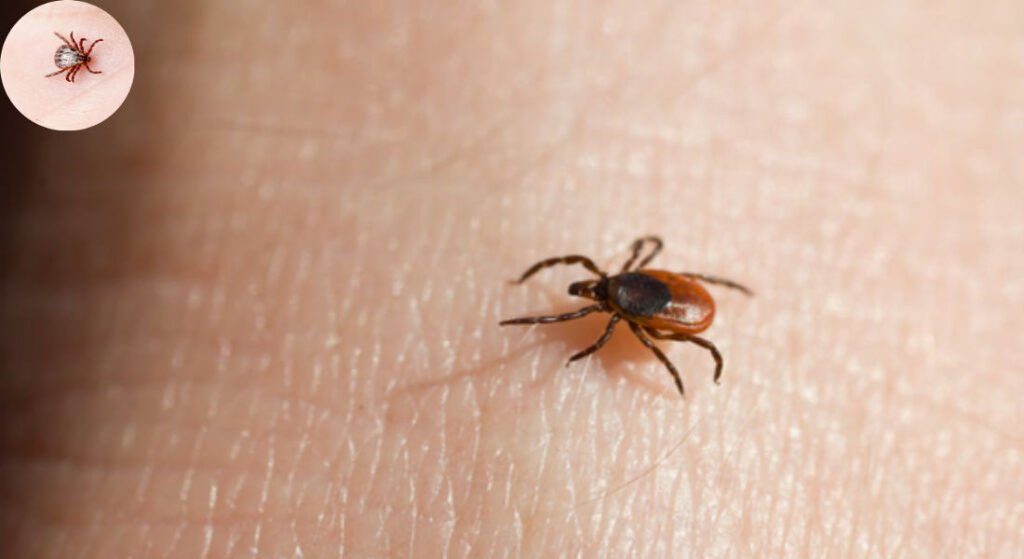 do ticks come inside the house