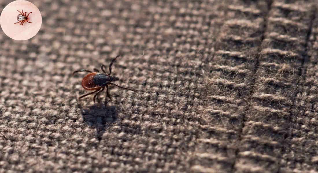 do ticks come inside the house