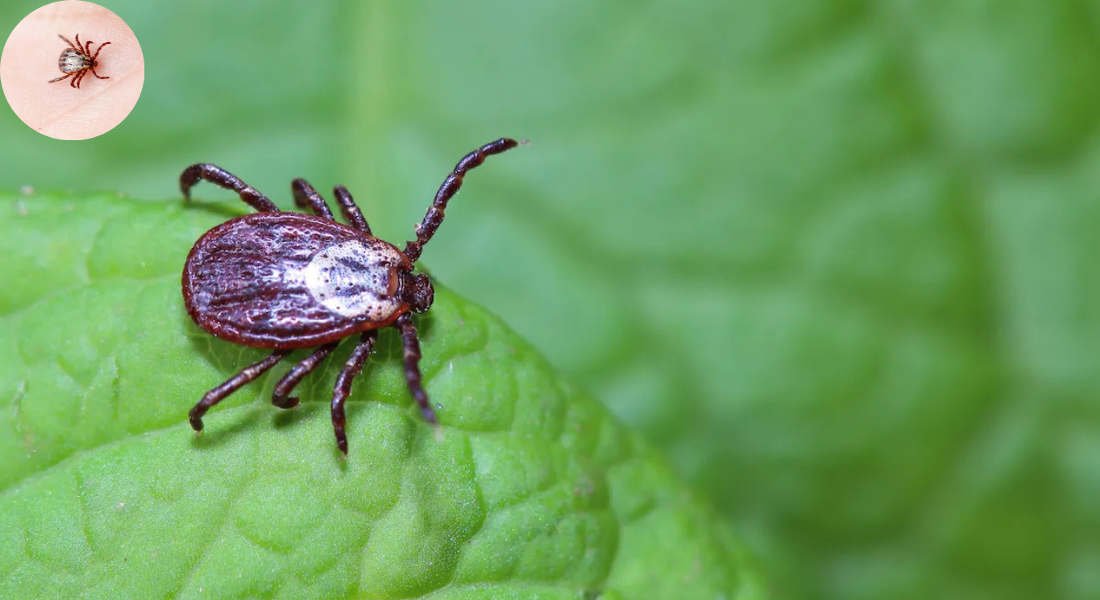 do ticks come inside the house