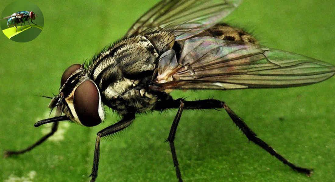 do house flys bite