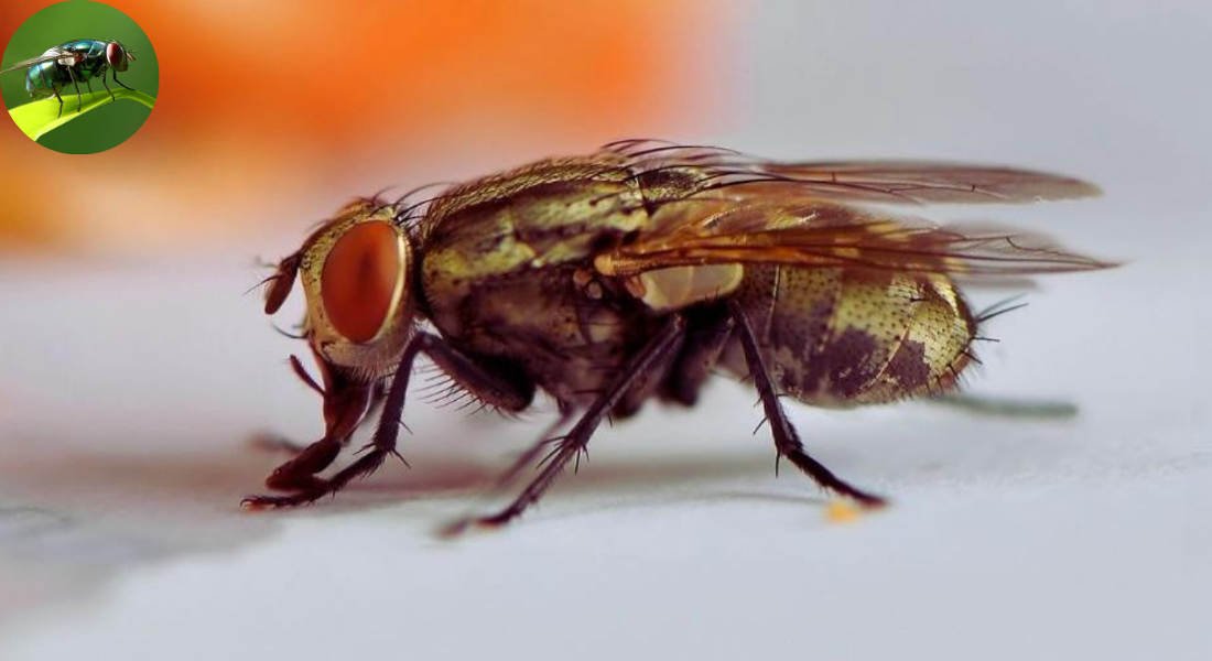 do house flys bite
