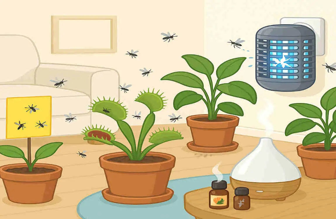 What Cleaning Methods Kill Gnats in the House?