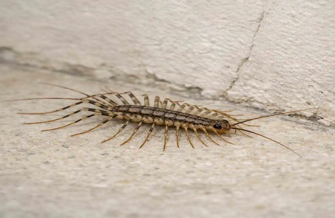 are house centipedes harmful